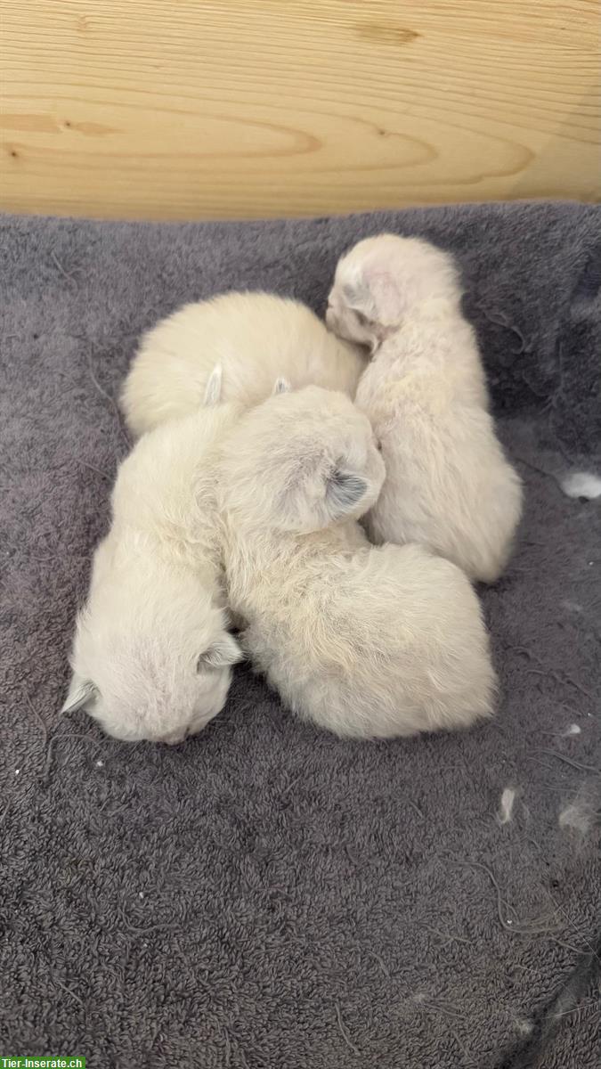 Wunderschöne Heilige Birma Kitten zu verkaufen
