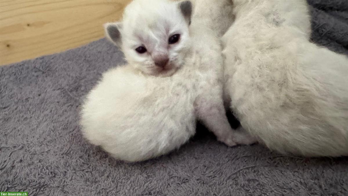 Bild 2: Wunderschöne Heilige Birma Kitten zu verkaufen