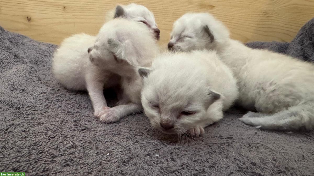 Bild 3: Wunderschöne Heilige Birma Kitten zu verkaufen