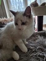 Neva Masquarade Katzen: 1 reinrassig, 1 Mischling (BLH)