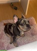 Französische Bulldogge an guten Platz abzugeben