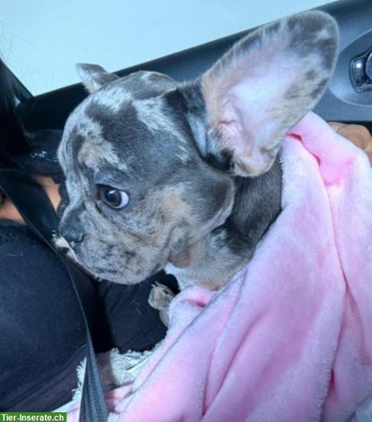 Bild 2: Französische Bulldogge an guten Platz abzugeben