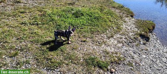 Bild 3: Französische Bulldogge an guten Platz abzugeben