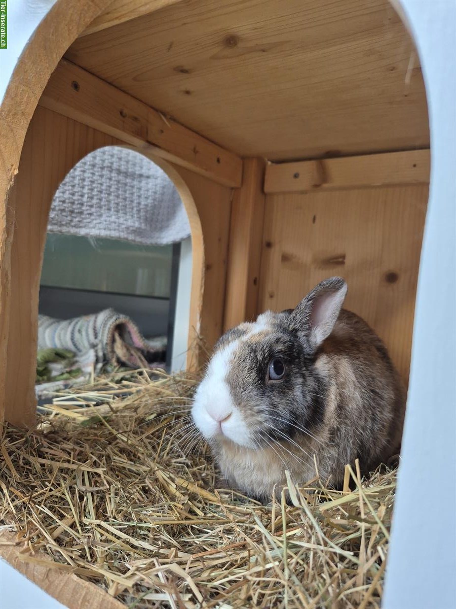 Zwergkaninchen Sunny (männlich) sucht neuen Artgenossen