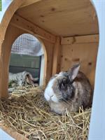Zwergkaninchen Sunny (männlich) sucht neuen Artgenossen