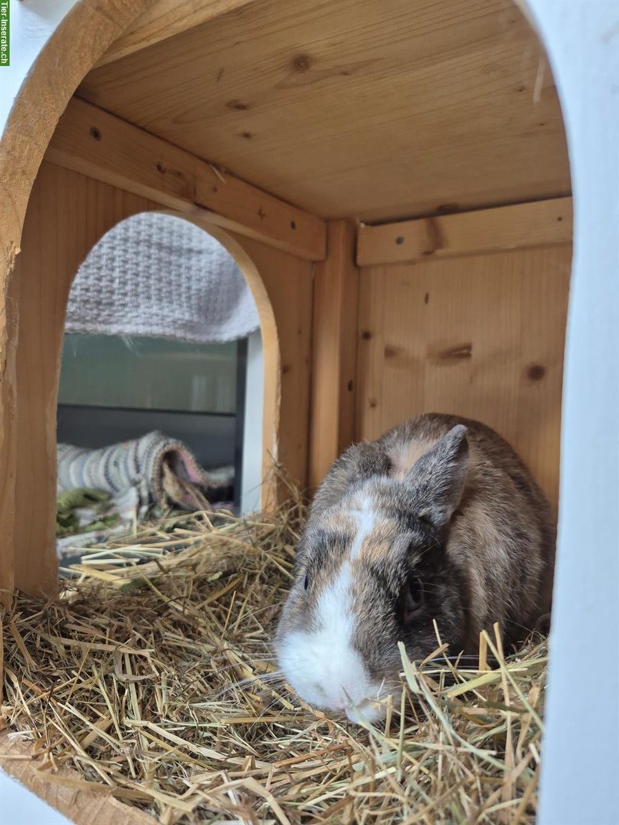 Bild 2: Zwergkaninchen Sunny (männlich) sucht neuen Artgenossen