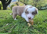 Australian Shepherd Red Tricolor Welpen