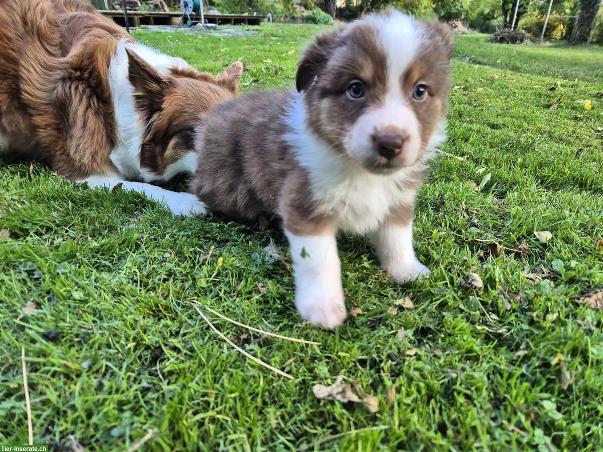 Bild 2: Australian Shepherd Red Tricolor Welpen