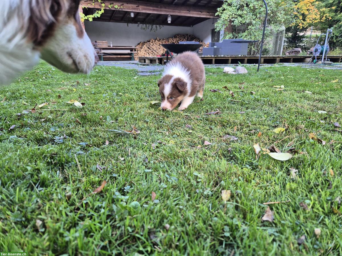 Bild 3: Australian Shepherd Red Tricolor Welpen