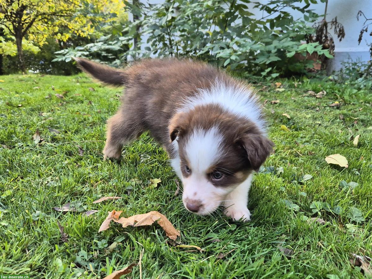 Bild 4: Australian Shepherd Red Tricolor Welpen