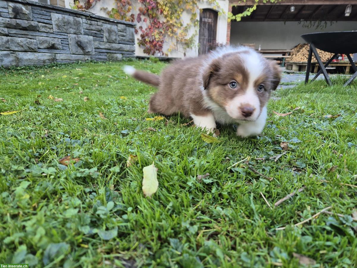 Bild 5: Australian Shepherd Red Tricolor Welpen
