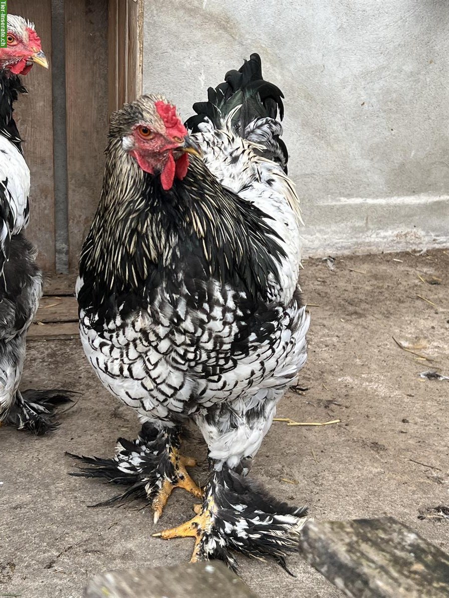 Junge Brahma Hähne zu verkaufen