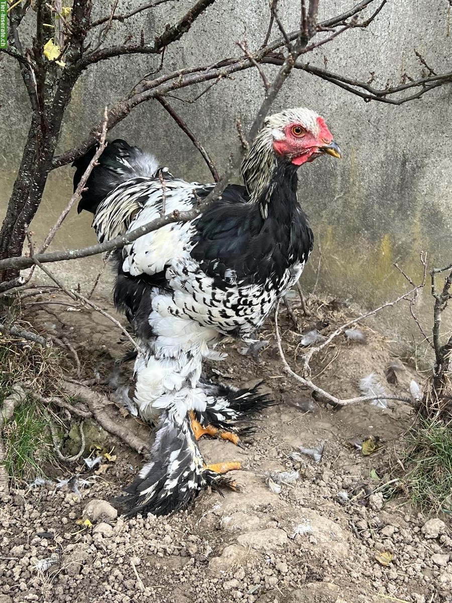 Bild 2: Junge Brahma Hähne zu verkaufen