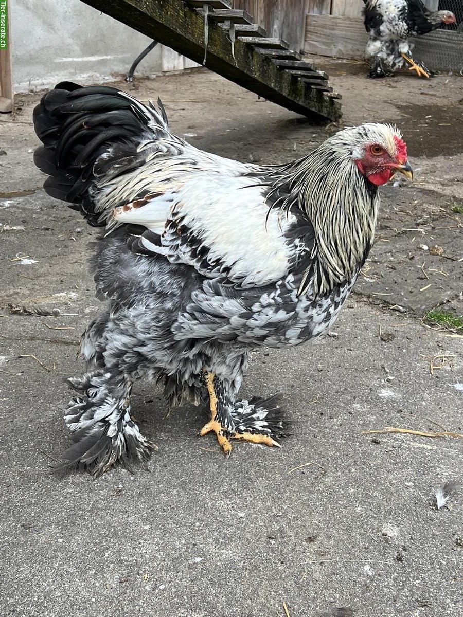 Bild 3: Junge Brahma Hähne zu verkaufen