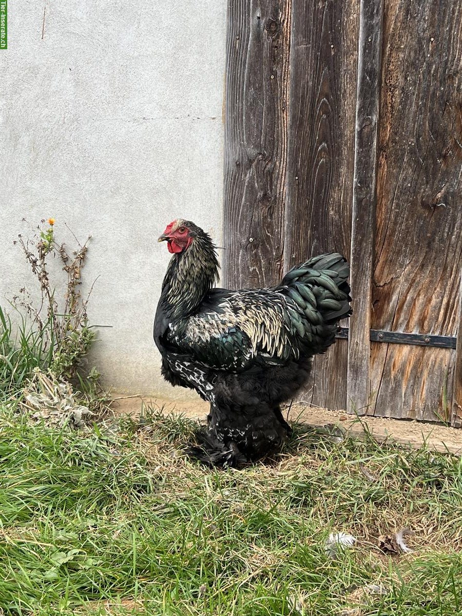 Bild 4: Junge Brahma Hähne zu verkaufen
