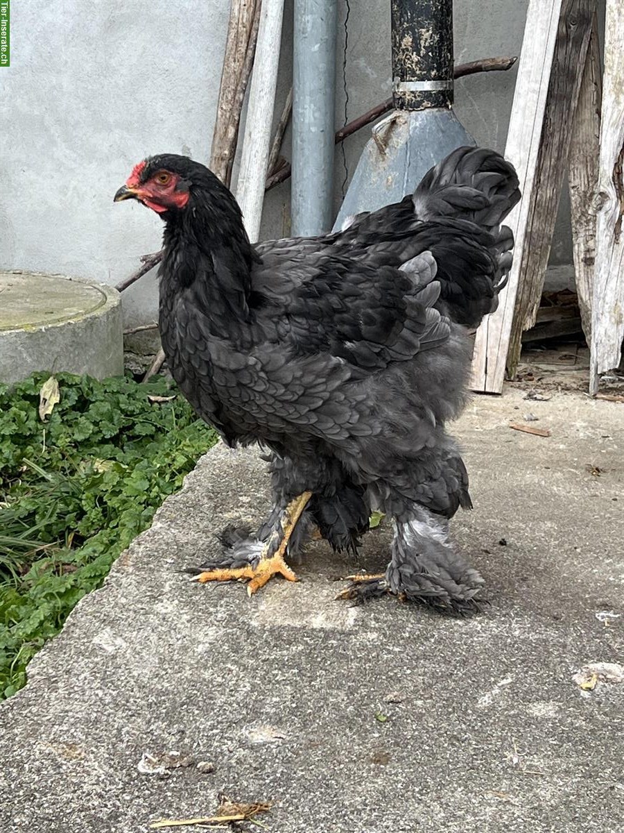 Bild 5: Junge Brahma Hähne zu verkaufen