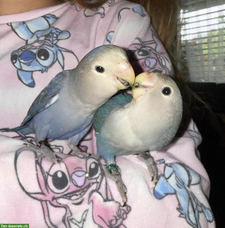 2 handzahme Agaporniden mit Käfig und Zubehör