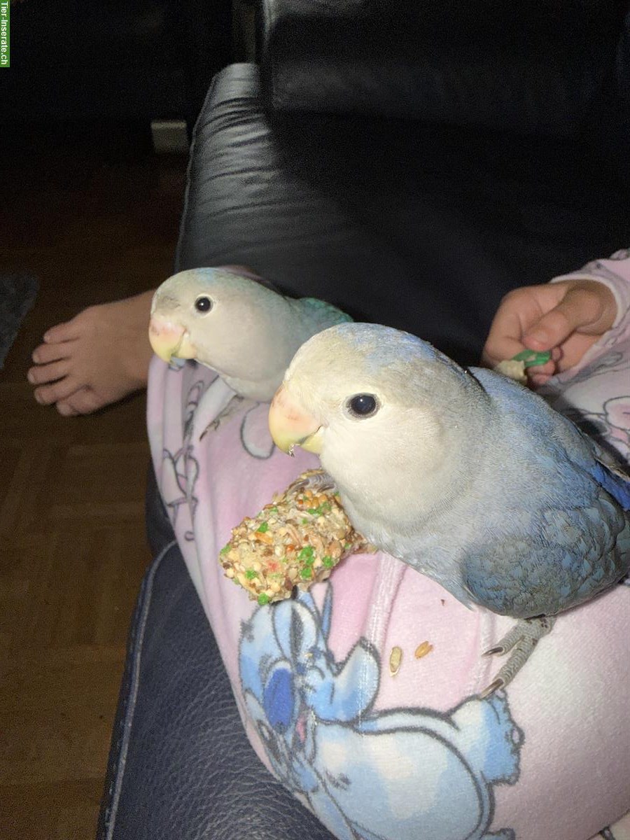 Bild 2: 2 handzahme Agaporniden mit Käfig und Zubehör