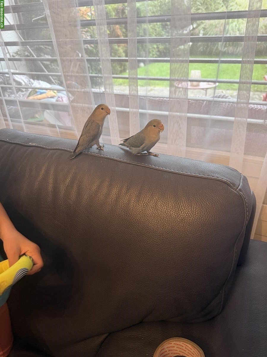 Bild 3: 2 handzahme Agaporniden mit Käfig und Zubehör