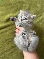 BKH Katzen, Kitten reinrassig zu verkaufen