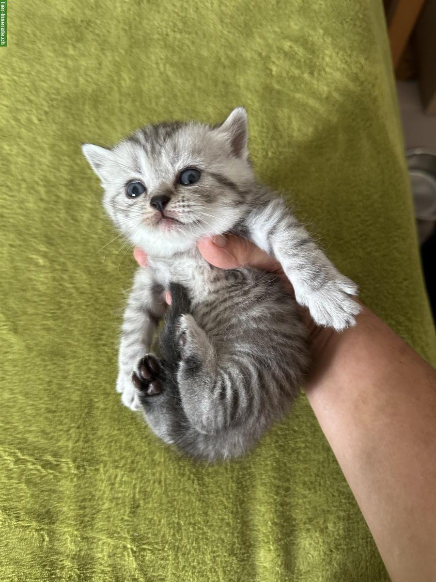Bild 2: BKH Katzen, Kitten reinrassig zu verkaufen