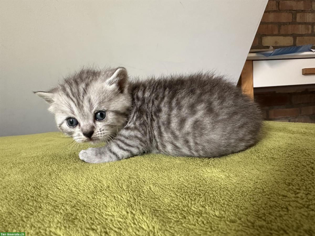 Bild 3: BKH Katzen, Kitten reinrassig zu verkaufen