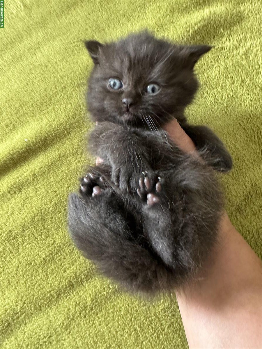 Bild 4: BKH Katzen, Kitten reinrassig zu verkaufen
