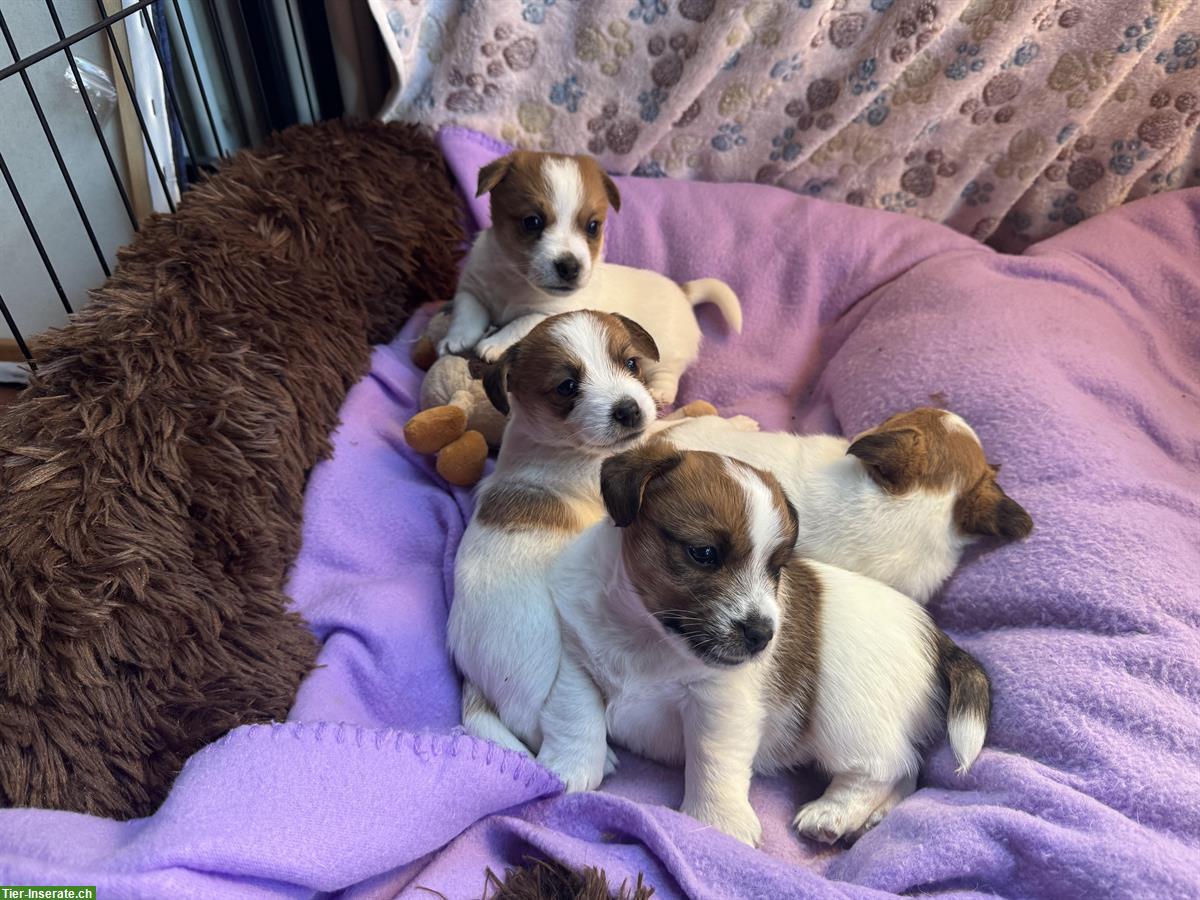 Jack Russell Terrier Welpen, reinrassig vom Züchter