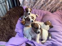 Jack Russell Terrier Welpen, reinrassig vom Züchter