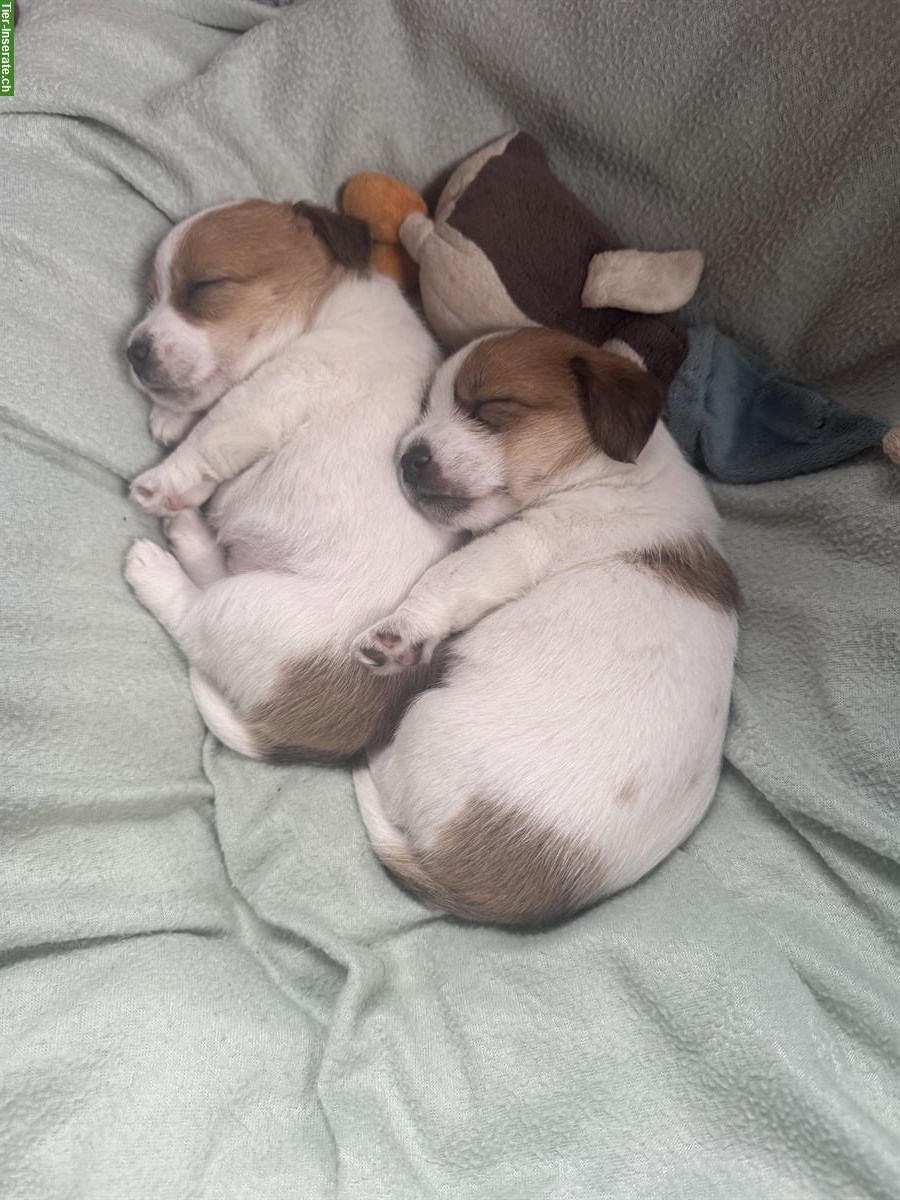 Bild 2: Jack Russell Terrier Welpen, reinrassig vom Züchter