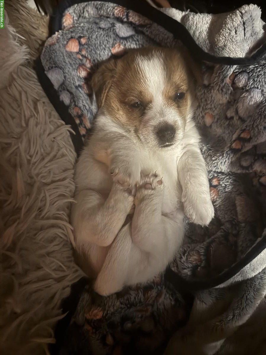 Bild 3: Jack Russell Terrier Welpen, reinrassig vom Züchter