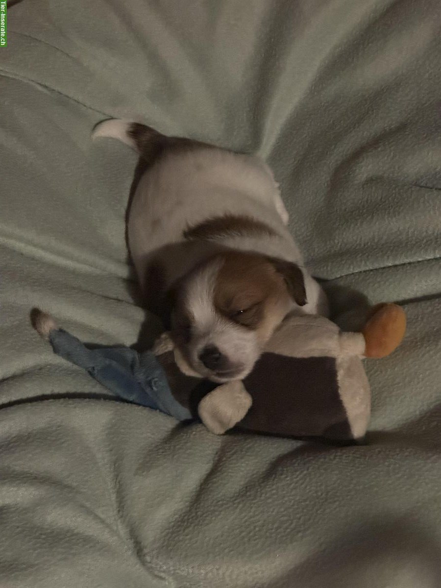 Bild 4: Jack Russell Terrier Welpen, reinrassig vom Züchter