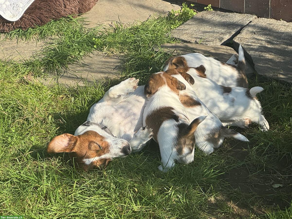 Bild 5: Jack Russell Terrier Welpen, reinrassig vom Züchter