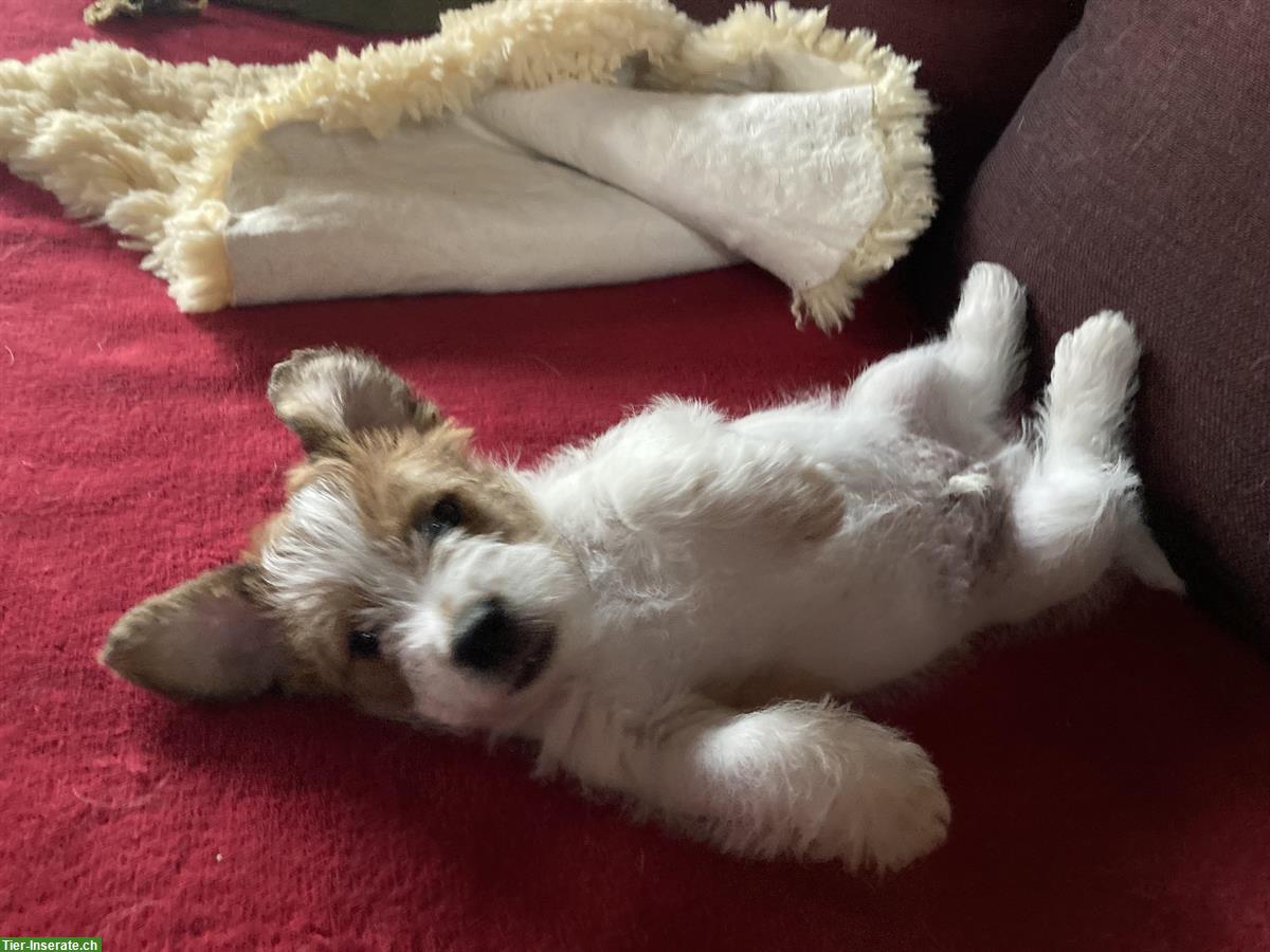 Bild 6: Jack Russell Terrier Welpen, reinrassig vom Züchter