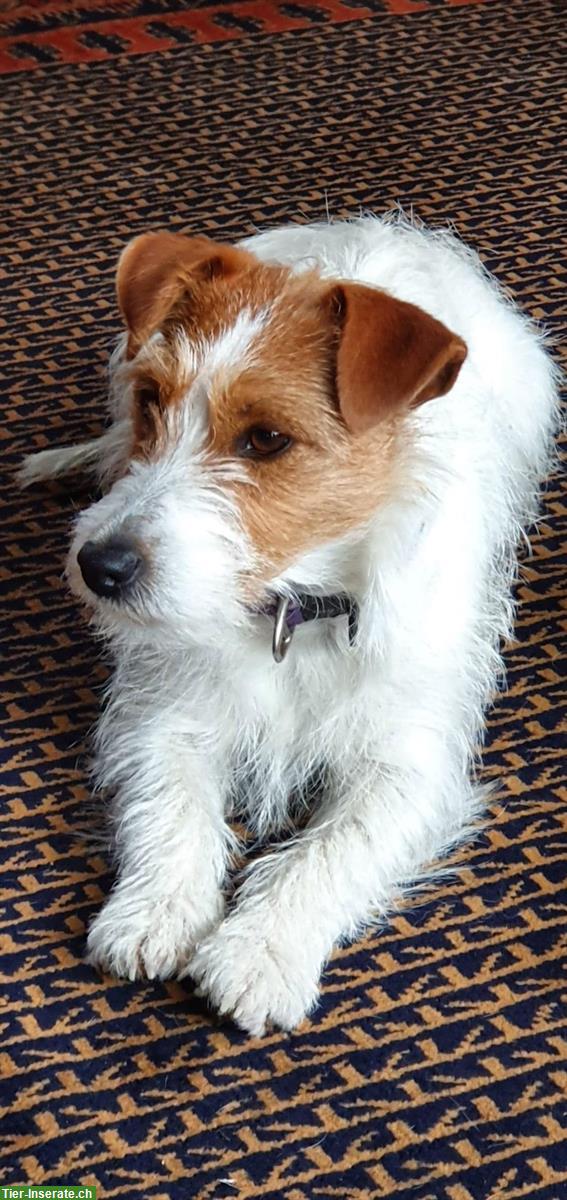 Bild 7: Jack Russell Terrier Welpen, reinrassig vom Züchter