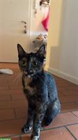 Katze Coco sucht liebevolles Zuhause