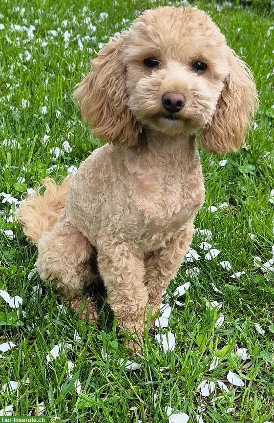 Bild 2: Bildhübsches Zwergpudel Mädchen abzugeben
