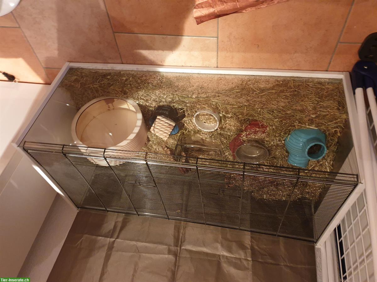Bild 3: Zwerghamster mit Käfig und Zubehör zu verkaufen