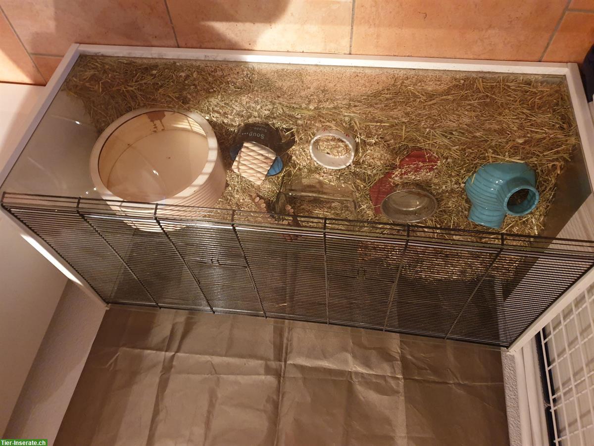 Bild 4: Zwerghamster mit Käfig und Zubehör zu verkaufen