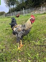 Junger Marans Hahn, reinrassig