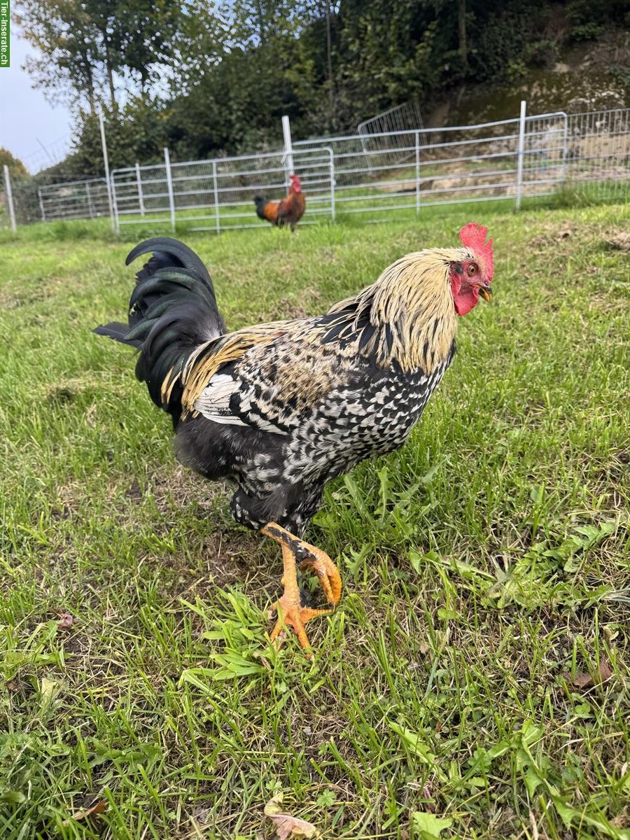 Bild 2: Junger Marans Hahn, reinrassig