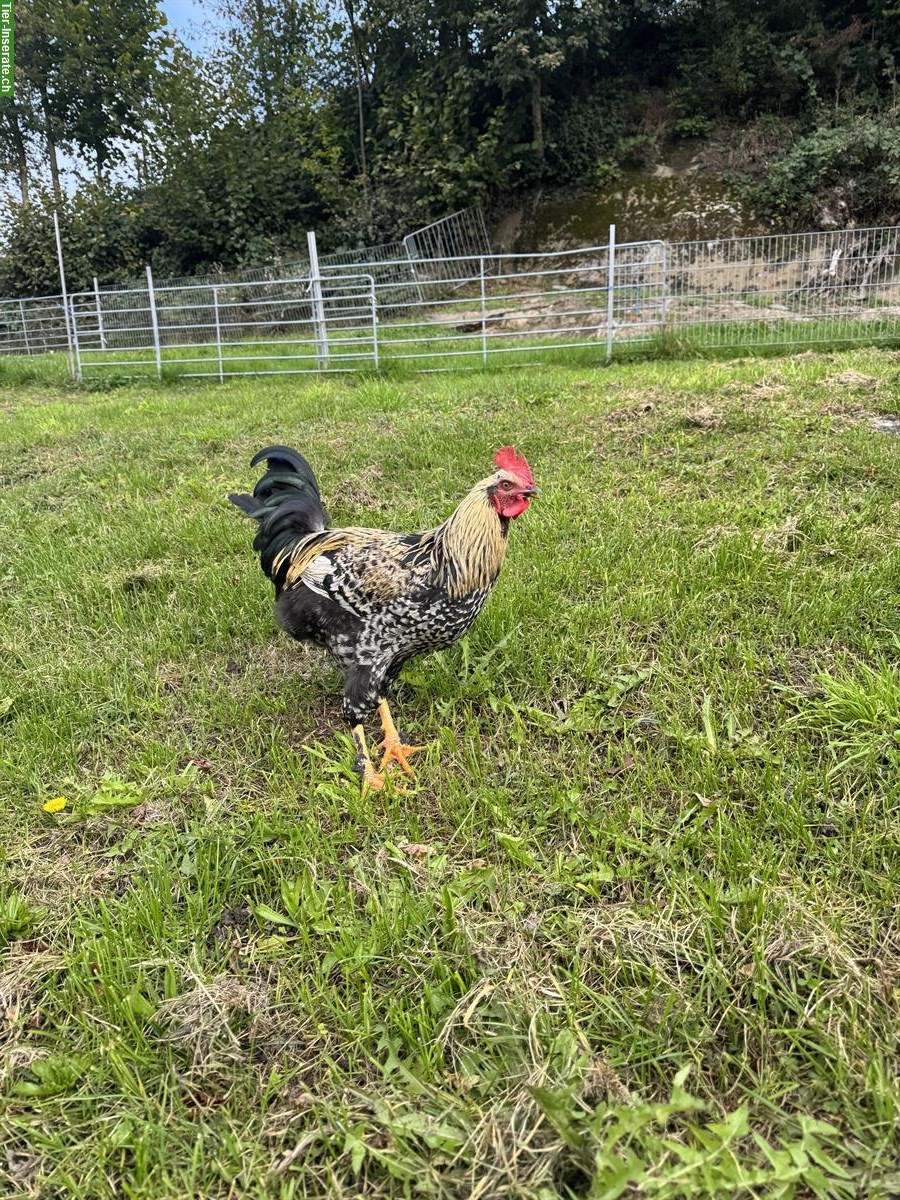 Bild 3: Junger Marans Hahn, reinrassig