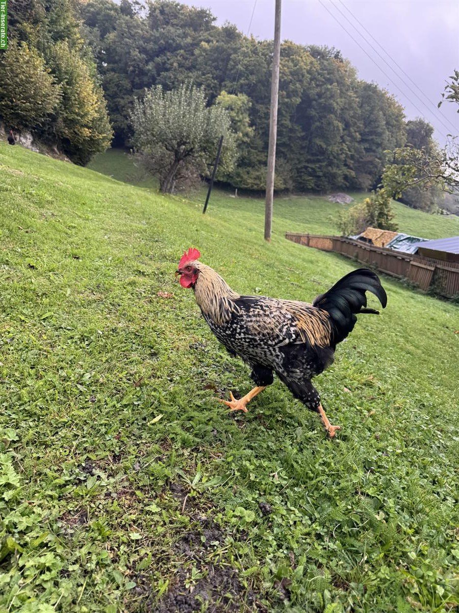 Bild 4: Junger Marans Hahn, reinrassig