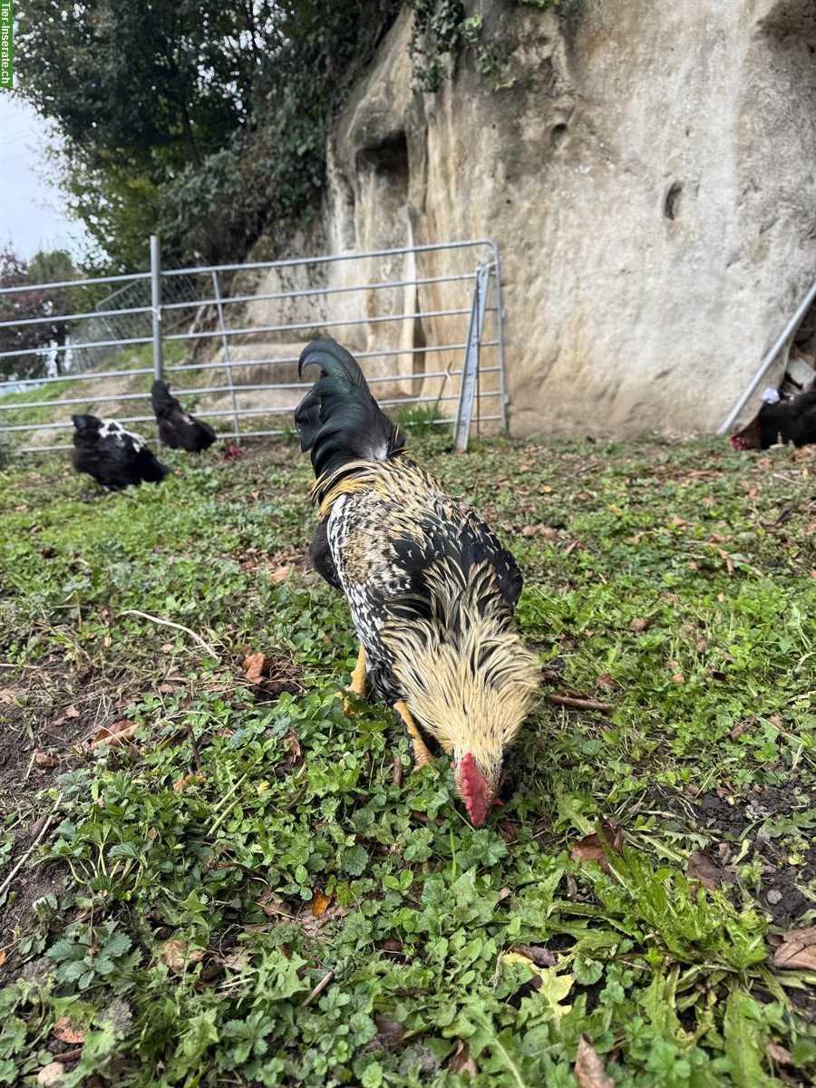 Bild 6: Junger Marans Hahn, reinrassig