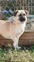 Mischlingshündin Frida sucht ein liebevolles Zuhause