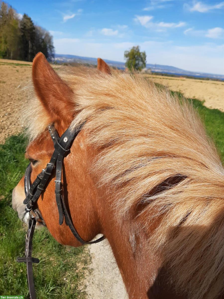 Bild 3: Reitbeteiligung auf Freibergerstute, Rudenwil / Hosenruck TG