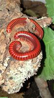 Rote Tausendfüsser (Centrobolus splendidus) zu verkaufen