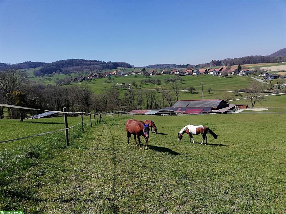 Bild 4: Auslaufboxen und Offenstallplätze, nahe CH-Grenze