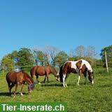 Bild 8: Auslaufboxen und Offenstallplätze, nahe CH-Grenze