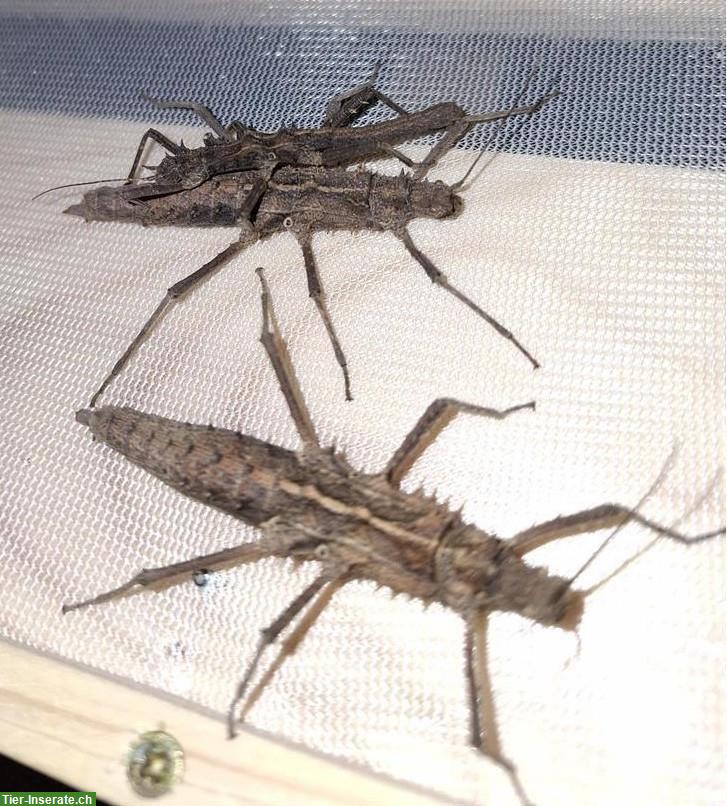 Tisamenus sp. Cagayan Eier zu verkaufen